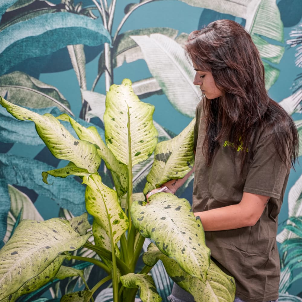 Weekly plant maintenance visit by a Greenery NYC horticulturist